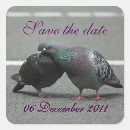 Save the Date mit Tauben Quadratischer Aufkleber (Vorderseite)