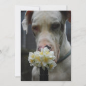 Save the Date: neuer Wurf erwartet Einladung (Vorderseite)