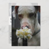 Save the Date: neuer Wurf erwartet Einladung (Vorne/Hinten)