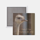 Save the Date Ostrich Foto Magnet (Vorderseite/Rückseite)