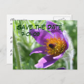 Save the Date Pasque Blume Foto Postkarte (Vorne/Hinten)