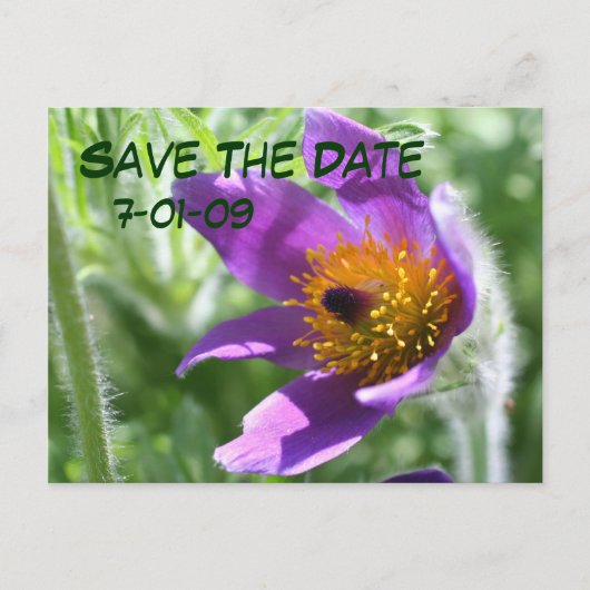 Save the Date Pasque Blume Foto Postkarte (Vorderseite)