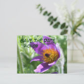 Save the Date Pasque Blume Foto Postkarte (Stehend Vorderseite)