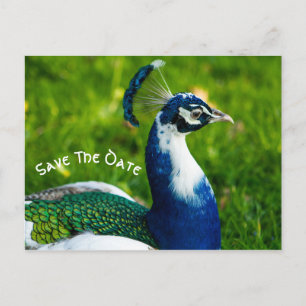 Save the Date Peacock Bird Postkarte