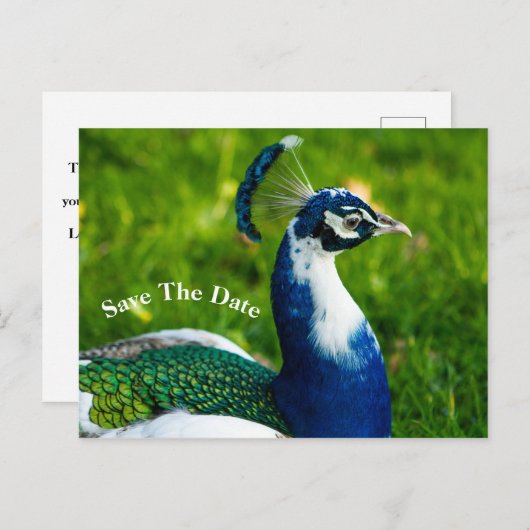 Save the Date Peacock Bird Postkarte (Vorne/Hinten)