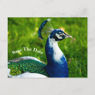 Save the Date Peacock Bird Postkarte