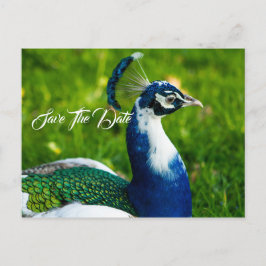Save the Date Peacock Bird Postkarte