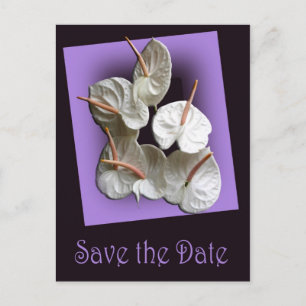 Save the Date Postkarte 2 - Weiße Anthurien