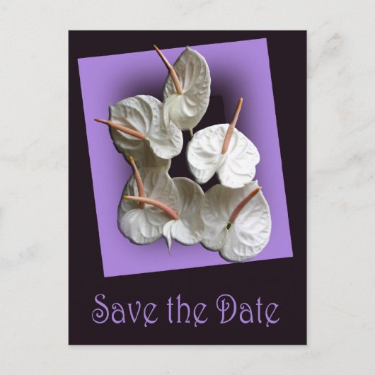 Save the Date Postkarte 2 - Weiße Anthurien (Vorderseite)