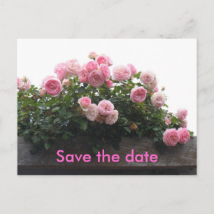 Save the Date - rosa Rosen Ankündigungspostkarte