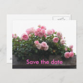 Save the Date - rosa Rosen Ankündigungspostkarte (Vorne/Hinten)