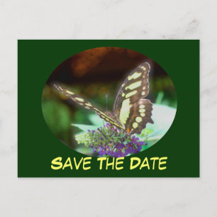 Save the Date Schmetterling auf der Blumen Postkar Ankündigungspostkarte