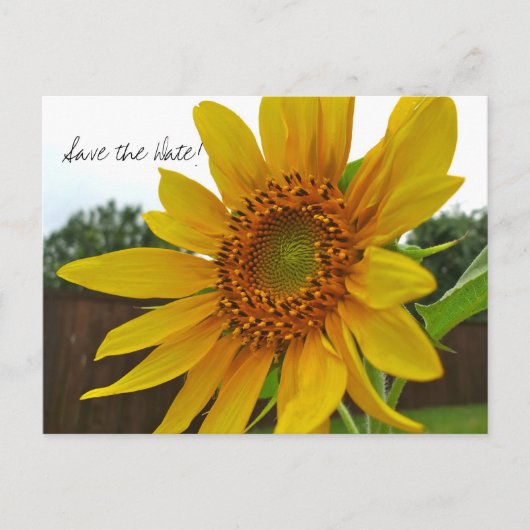 Save the Date Sonnenblume Postkarte (Vorderseite)