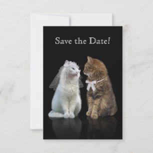 Save the Date unseres Purr-Fect-Tages!