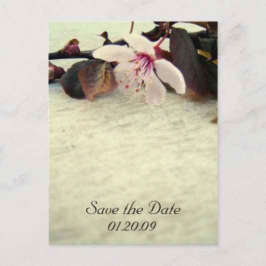 Save the Date Vintage Cherry Blossom Postkarte (Vorderseite)