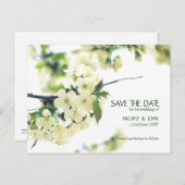 Save the Date White Cherry Blossom Postkarte (Vorne/Hinten)