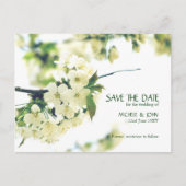 Save the Date White Cherry Blossom Postkarte (Vorderseite)