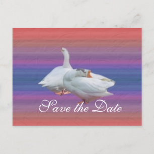 Save the Date zwei weiße Gänse im extravaganten Hi Ankündigungspostkarte