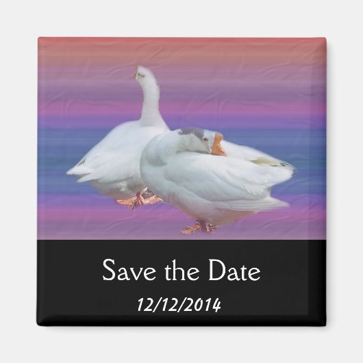 Save the Date, zwei weiße Gänse. Magnet (Vorne)
