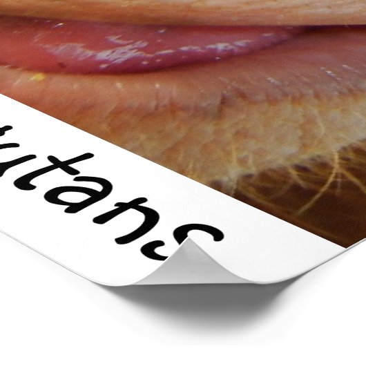 Save the Orangutans and Rainforest Poster (Ecke)