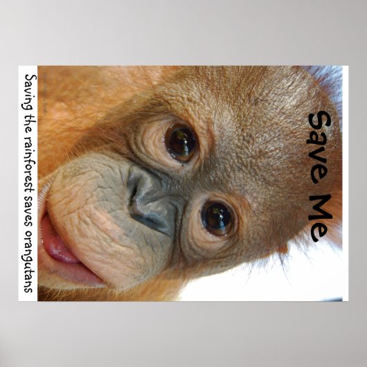 Save the Orangutans and Rainforest Poster (Vorne)