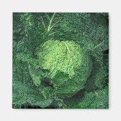 Savoy Cabbage Magnet (Vorne)
