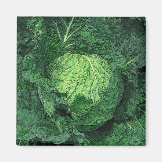 Savoy Cabbage Magnet (Vorne)