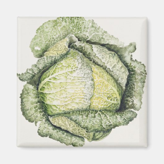 Savoy Cabbage Magnet (Vorne)