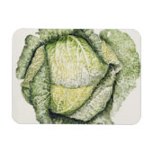 Savoy Cabbage Magnet (Horizontal)