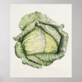 Savoy Cabbage Poster (Vorne)