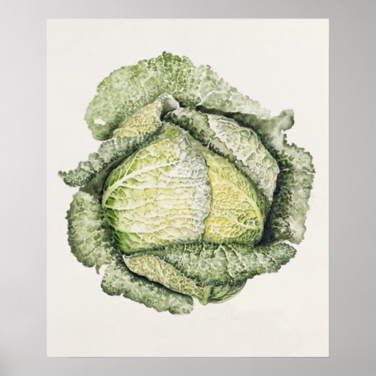 Savoy Cabbage Poster (Vorne)