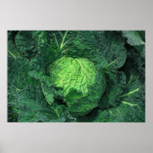 Savoy Cabbage Poster (Vorne)