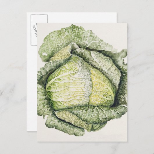 Savoy Cabbage Postkarte (Vorne/Hinten)