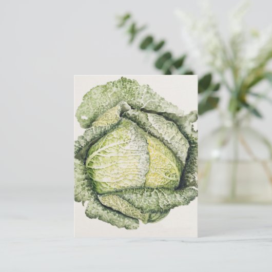 Savoy Cabbage Postkarte (Stehend Vorderseite)