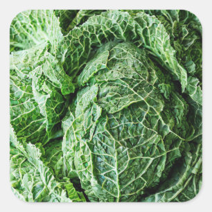 Savoy Cabbage Quadratischer Aufkleber