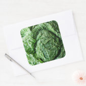 Savoy Cabbage Quadratischer Aufkleber (Umschlag)