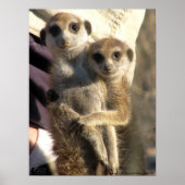 Savuka umarmend Oriole - Poster (Vorne)