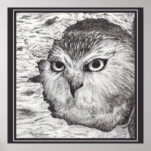 Saw-Whet Owl Poster (Vorne)
