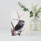 Saw-whet-uhu Postkarte (Stehend Vorderseite)