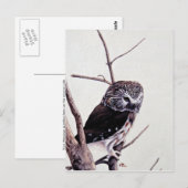 Saw-whet-uhu Postkarte (Vorne/Hinten)