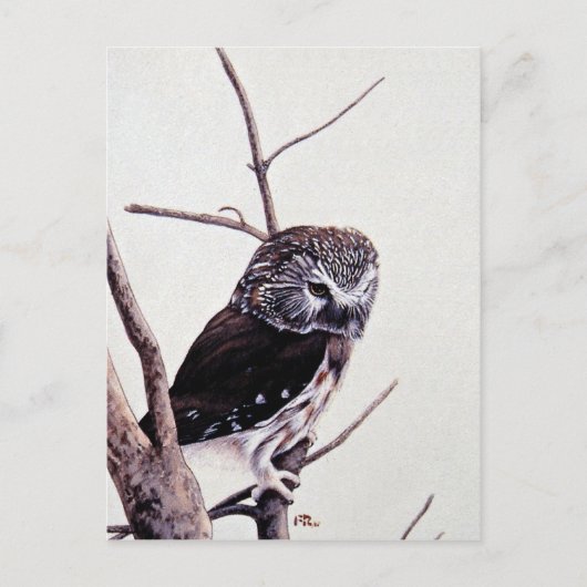 Saw-whet-uhu Postkarte (Vorderseite)