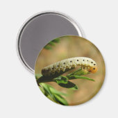 Sawfly Larvae Magnet (Vorderseite/Rückseite)