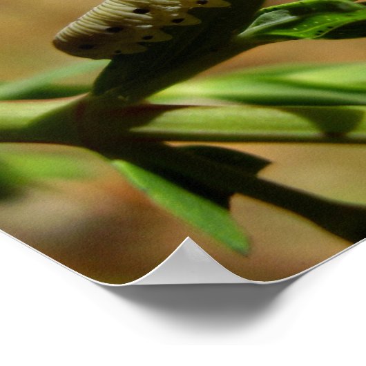 Sawfly Larvae Poster (Ecke)