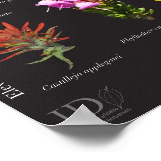 Sawzahnalpine Flora Poster (Ecke)