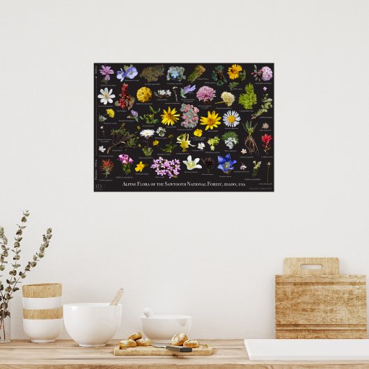 Sawzahnalpine Flora Poster (Küche)