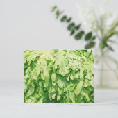 Sawzahnkoriander - Hintergrund für Eryngium foetid Postkarte (Stehend Vorderseite)