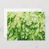 Sawzahnkoriander - Hintergrund für Eryngium foetid Postkarte (Vorne/Hinten)