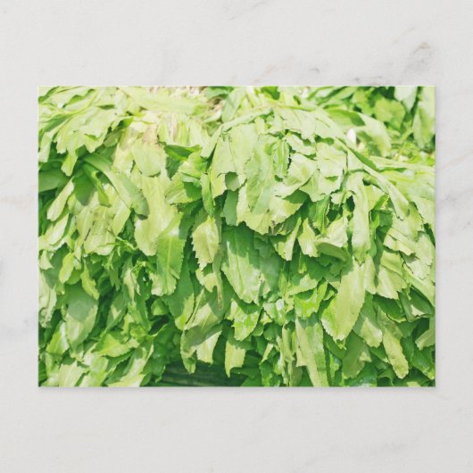 Sawzahnkoriander - Hintergrund für Eryngium foetid Postkarte (Vorderseite)