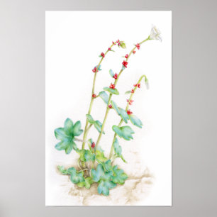 Saxifraga cernua Alpenpflanze Aquarellkunst Poster