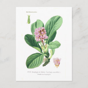 Saxifraga crassifolia (Bergenia) Postkarte